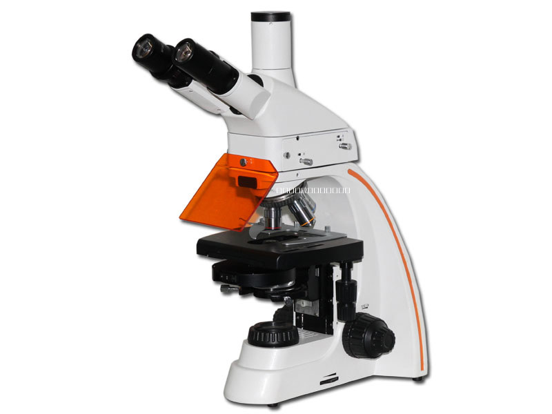 落射熒光顯微鏡圖片